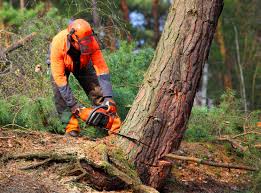 Best Tree Mulching Services  in USA